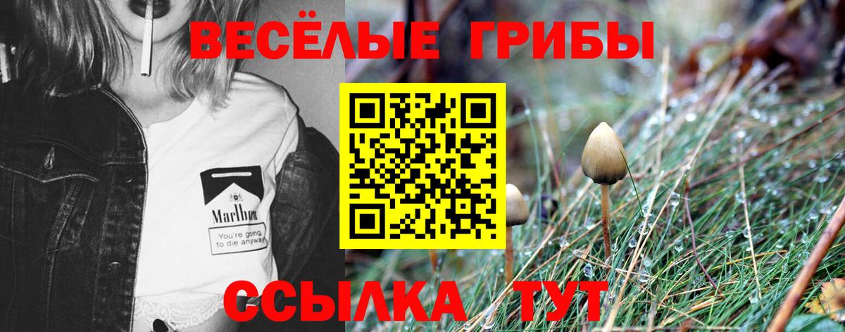 Псилоцибиновые грибы Cubensis Жигулёвск